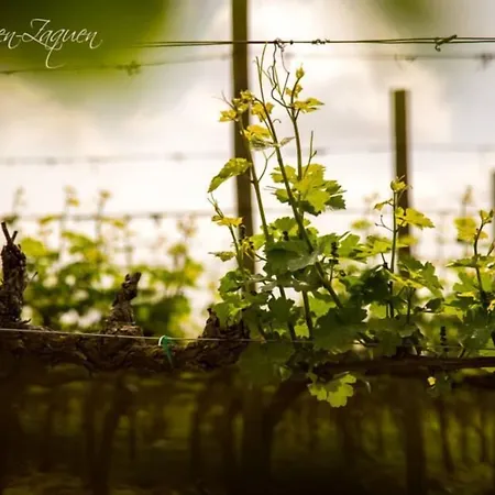 Agrisalotto *