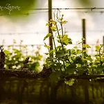 Agrisalotto *