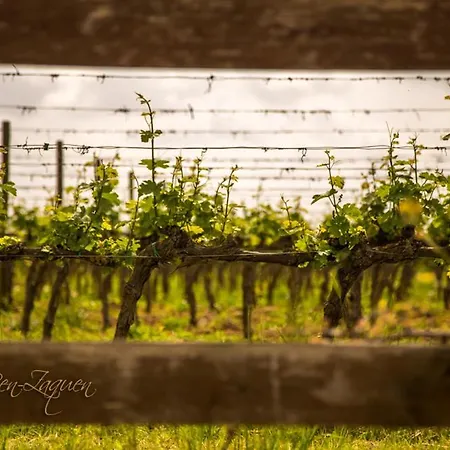 Agrisalotto Κορτόνα