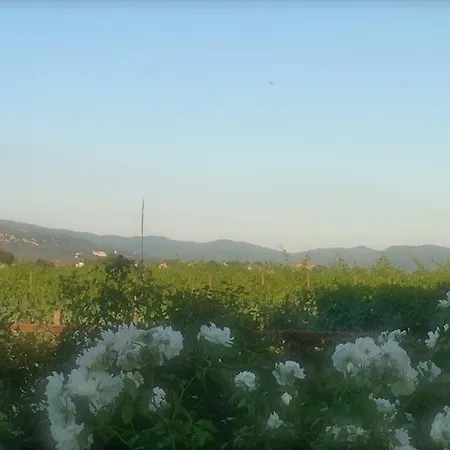 Agrisalotto Farm stay Cortona
