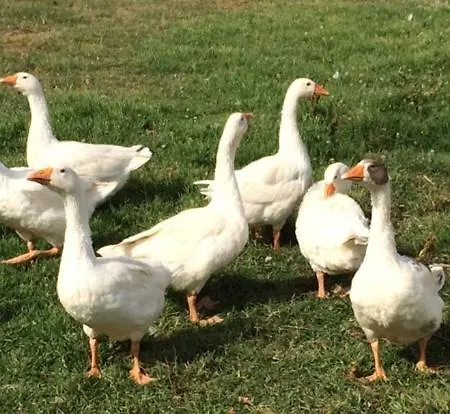 Agrisalotto مزرعة للإقامة *